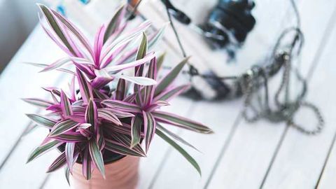 Rabbit Gene Helps Houseplant Detoxify Indoor Air