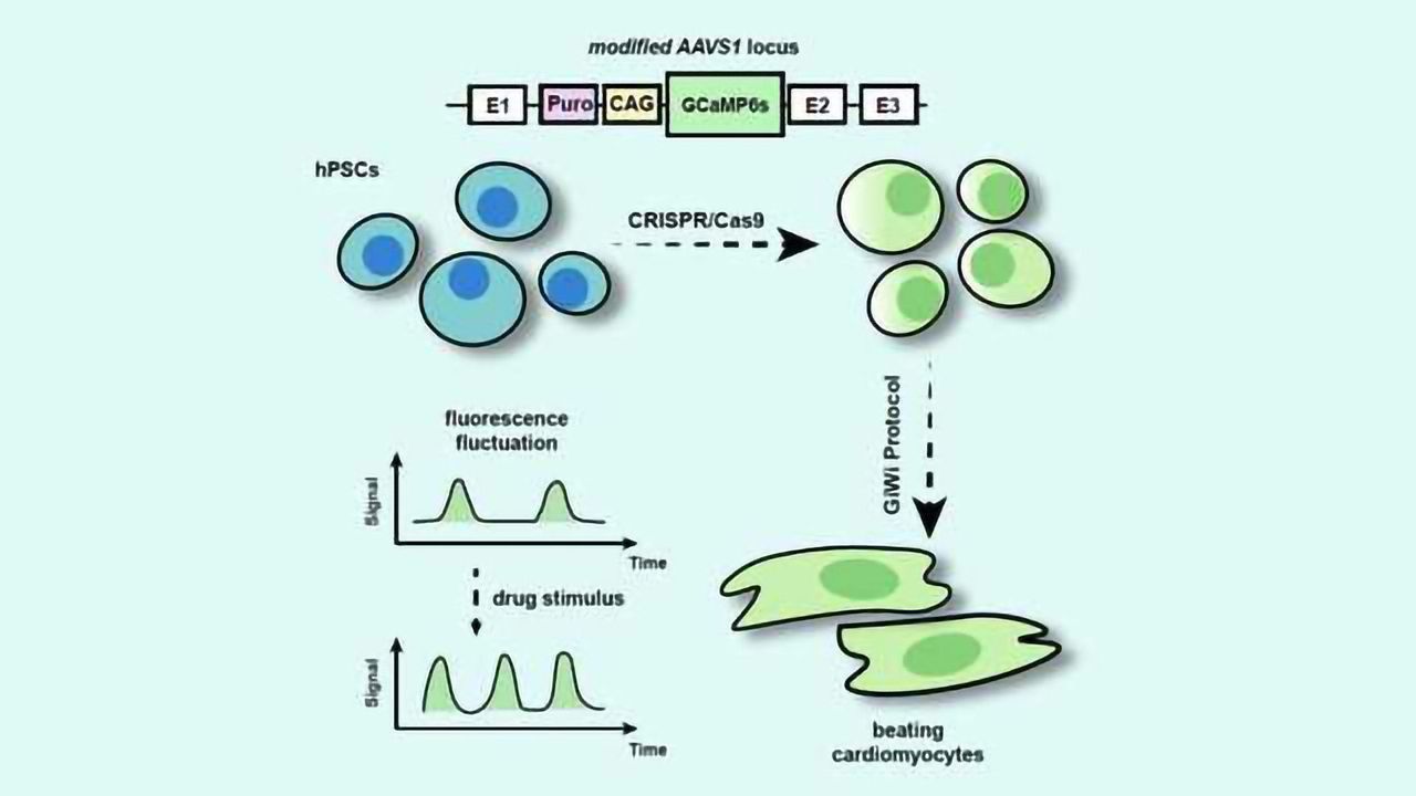 Process Makes Stem Cell-derived Heart Cells Light Up