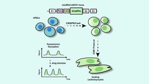Process Makes Stem Cell-derived Heart Cells Light Up