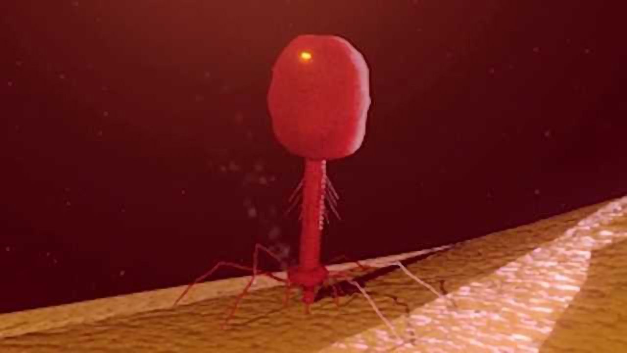 See the Lytic Cycle in Action