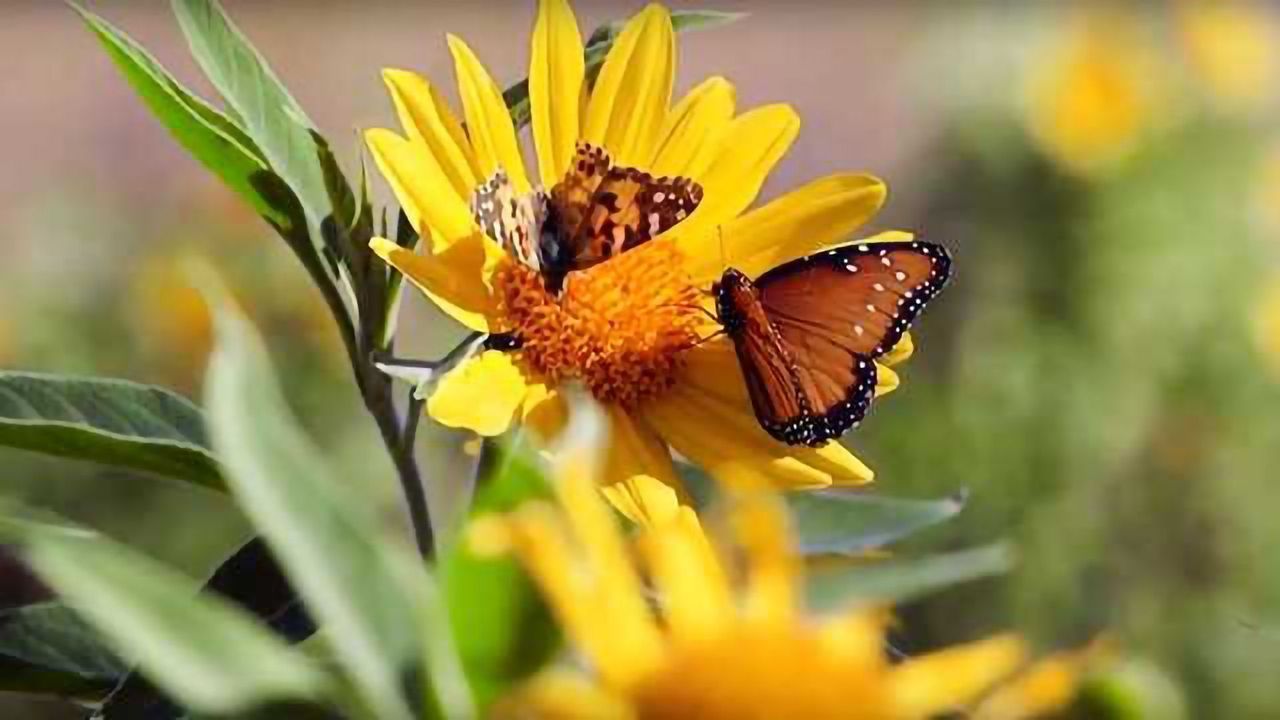 Valuable Pollinator Data Comes From Working Together