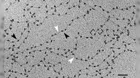 Cell-free DNA: a Biomarker of Aging?