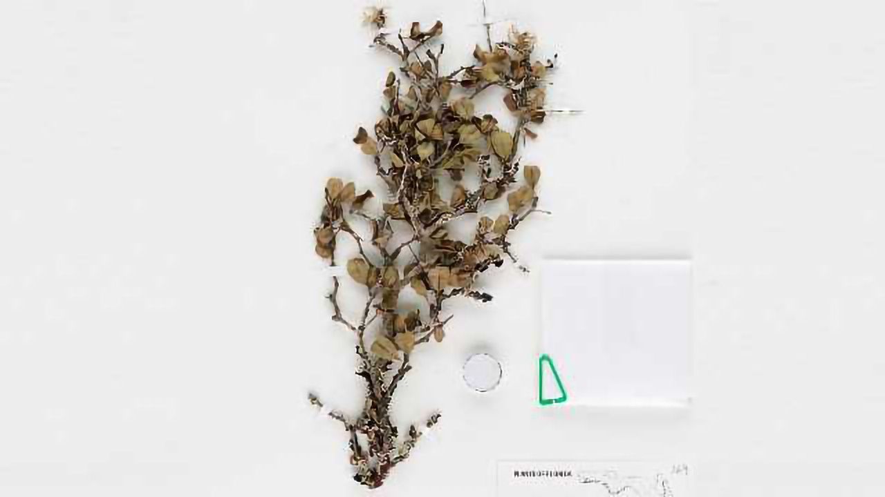 Big Data Needed to Answer Planet-Sized Plant Questions