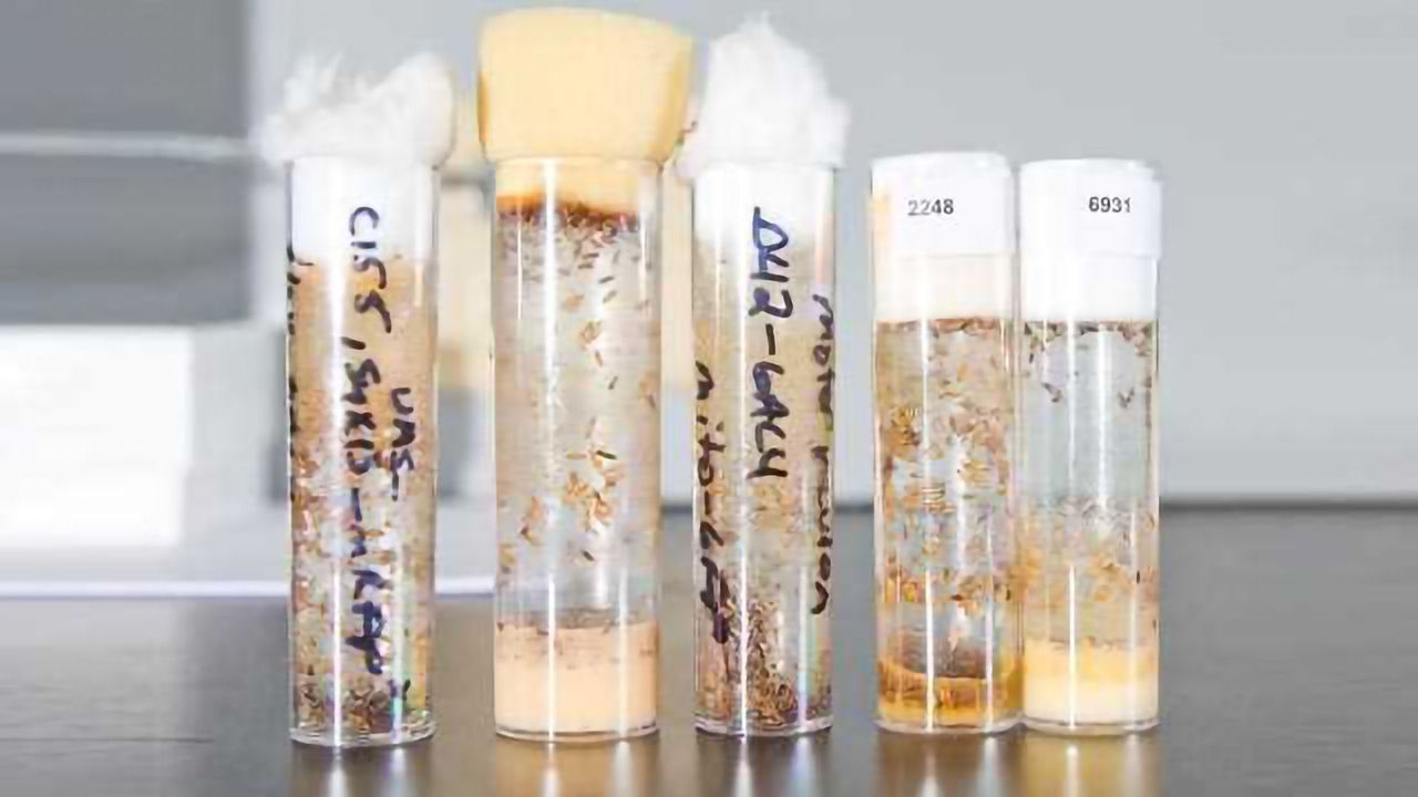 Drunken Flies Reveal Important Step to Intoxication