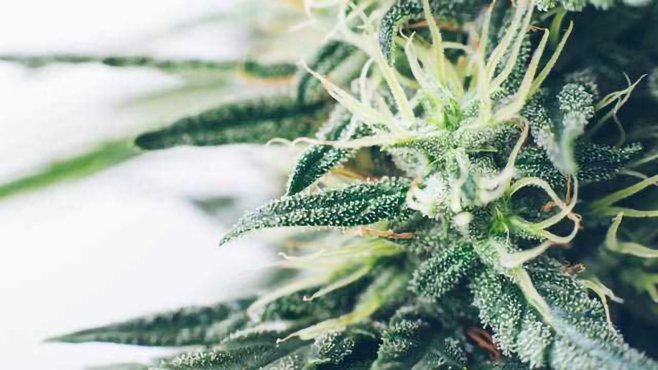 The Biochemistry and Pharmacologic Properties of Cannabis-derived Terpenoids