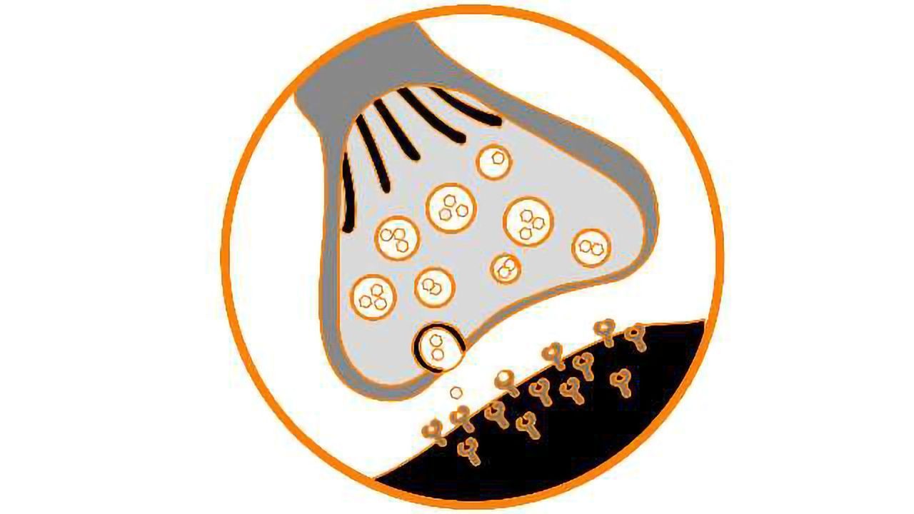 How Synaptic Learning Depends on Deep Brain Feedback