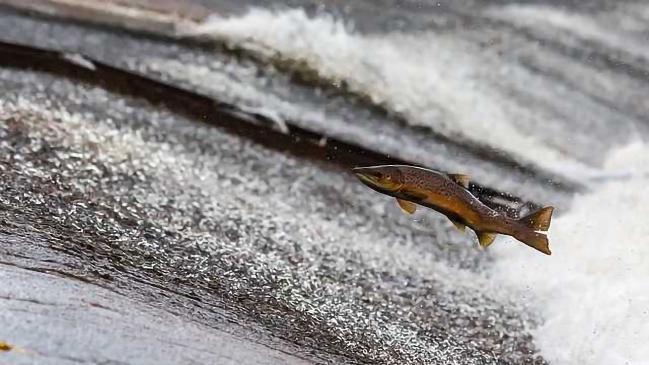 Counting Salmon with Slime