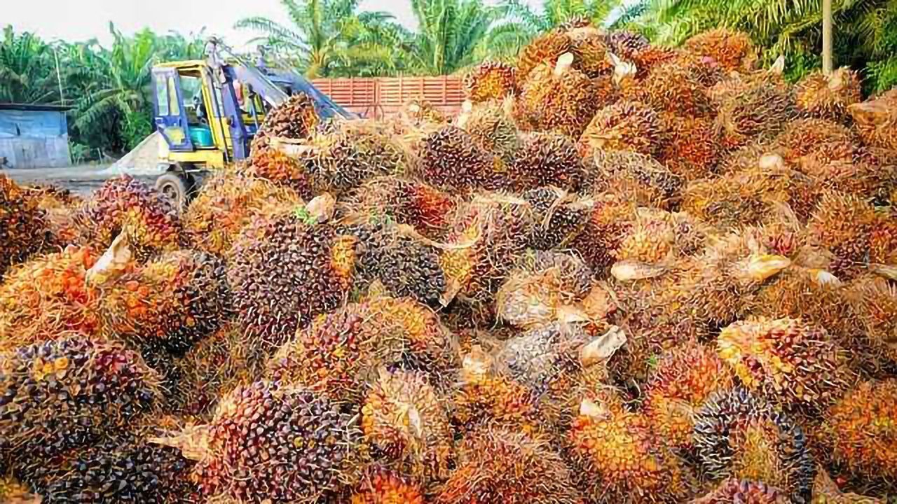 Palm Oil Sustainability Choices Need to be Easier for Consumers