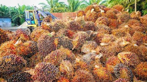 Palm Oil Sustainability Choices Need to be Easier for Consumers