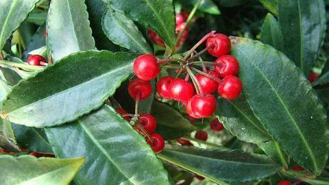 'Christmas Berry' Plant Compound Blocks Uveal Melanoma Cell Growth