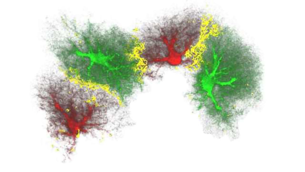 Notch Nestin And Neurons Technology Networks