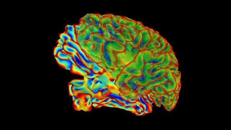 Fungal Infection Leads to Brain Inflammation and Memory Impairment