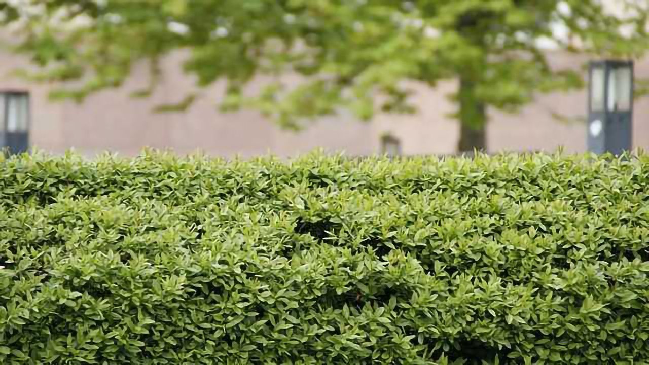Hedges Needed to Reduce Damaging Near-Road Pollution