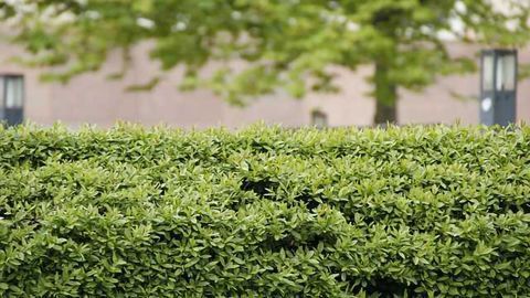 Hedges Needed to Reduce Damaging Near-Road Pollution