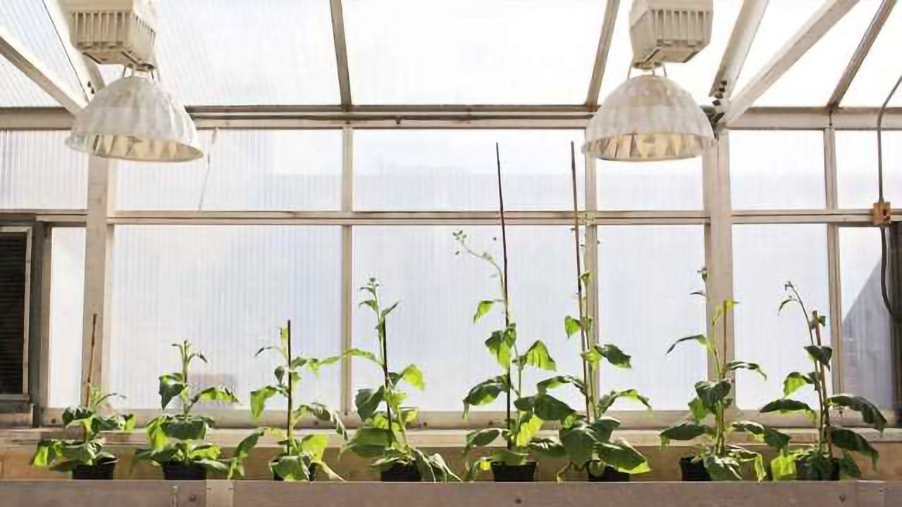 A Way to Boost Crop Growth by 40%