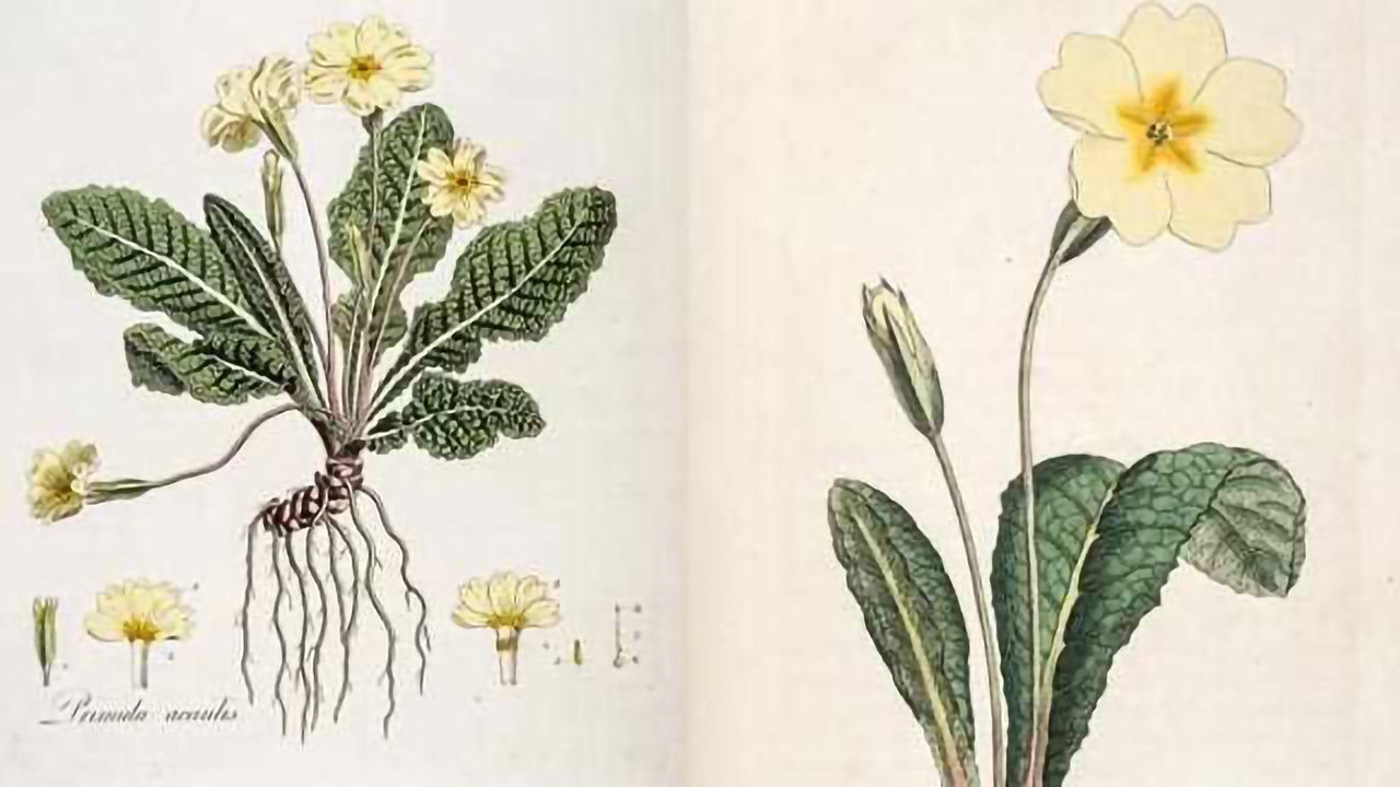 Darwin's Beloved Common Primrose is Genetically Transformed