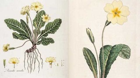 Darwin's Beloved Common Primrose is Genetically Transformed