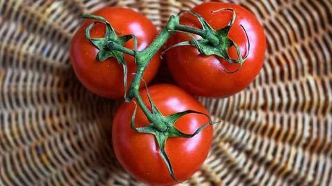 Genetically Engineered Spicy Tomatoes