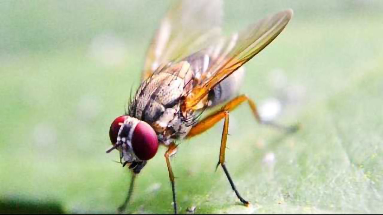 CRISPR Method Supresses Fertility in Agricultural Pests