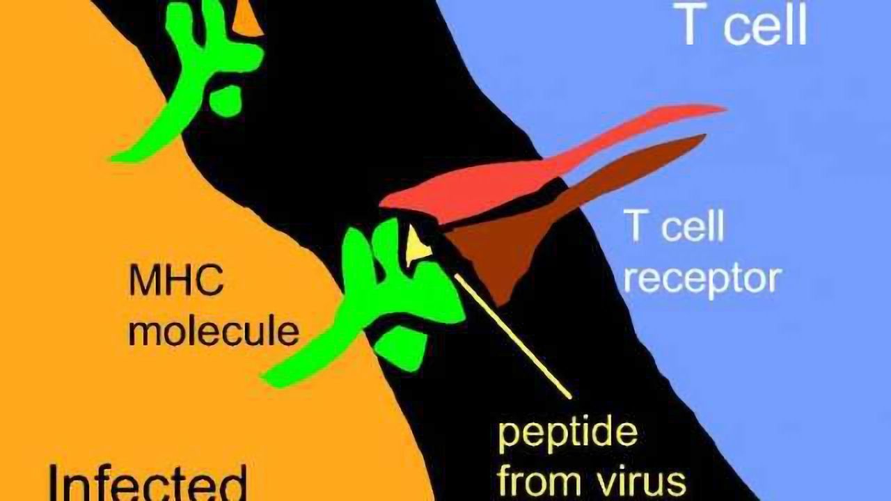 Viral Molding of the Immune System Provides Detection Tool