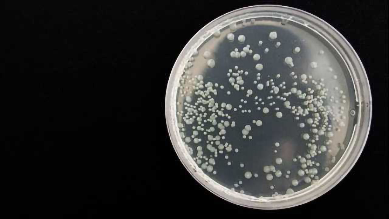 Understanding Infectious Disease by Studying Bacterial Immunity