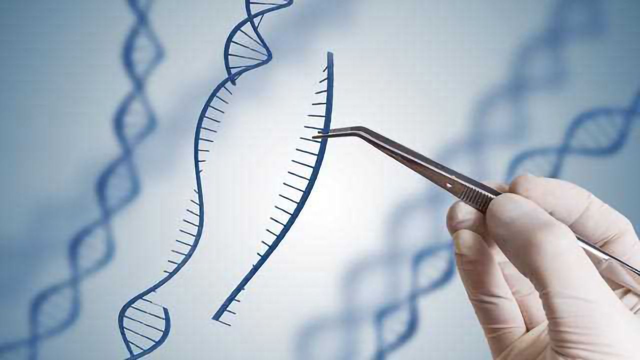 CRISPR Technique Refined for Potential Application in Muscular Dystrophy