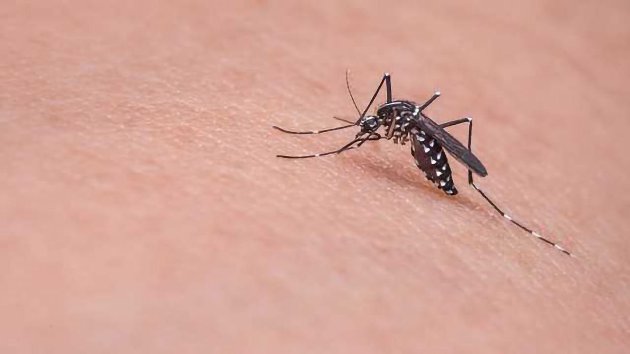 Protein Inhibition Provides Birth Control for Mosquitos