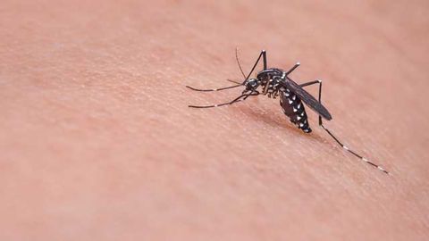 Protein Inhibition Provides Birth Control for Mosquitos