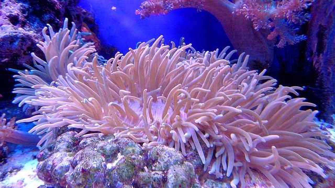 Coral Harmed by Effects of Sunscreen and Cosmetics Compound