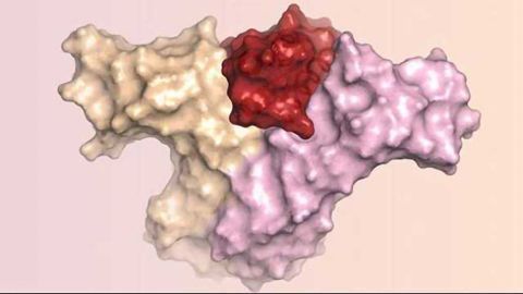 Protein Prods Cancer-fighting T Cells