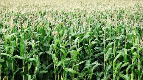 Maize Genome Analysis to Fuel Improvements in the World’s Most Important Grain