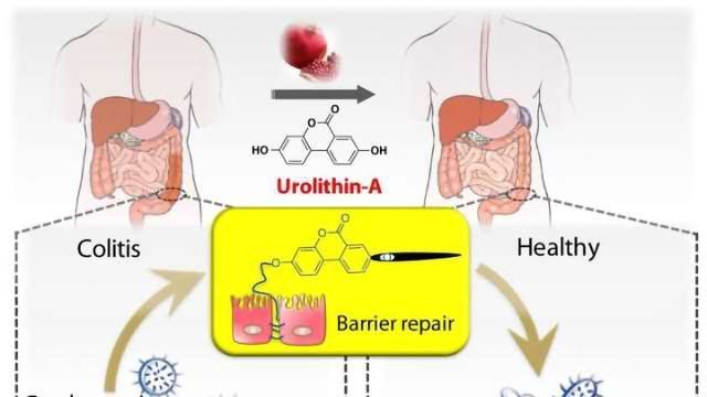 微生物代谢物的浆果消炎物质内容块的形象显现