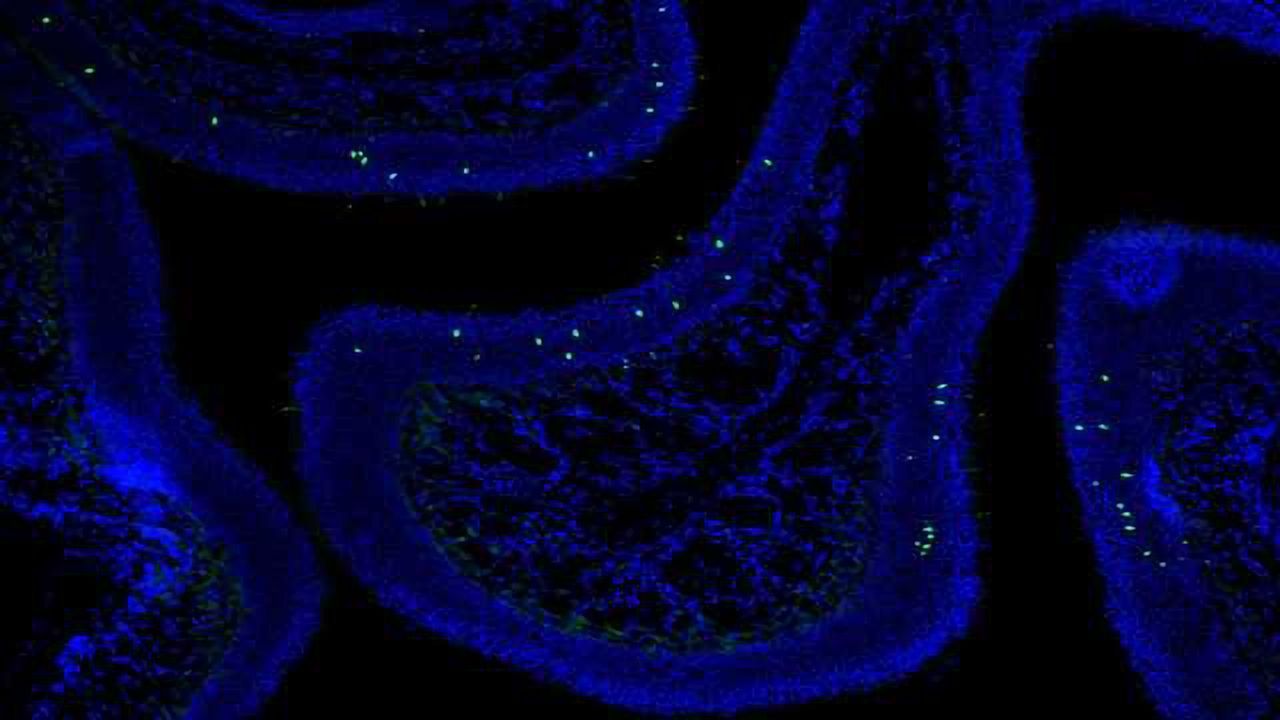 3D Genome Reveals How the Brain Detects Different Scents