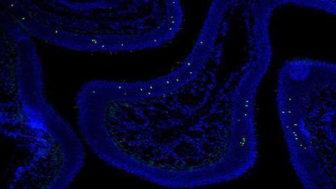 3D Genome Reveals How the Brain Detects Different Scents
