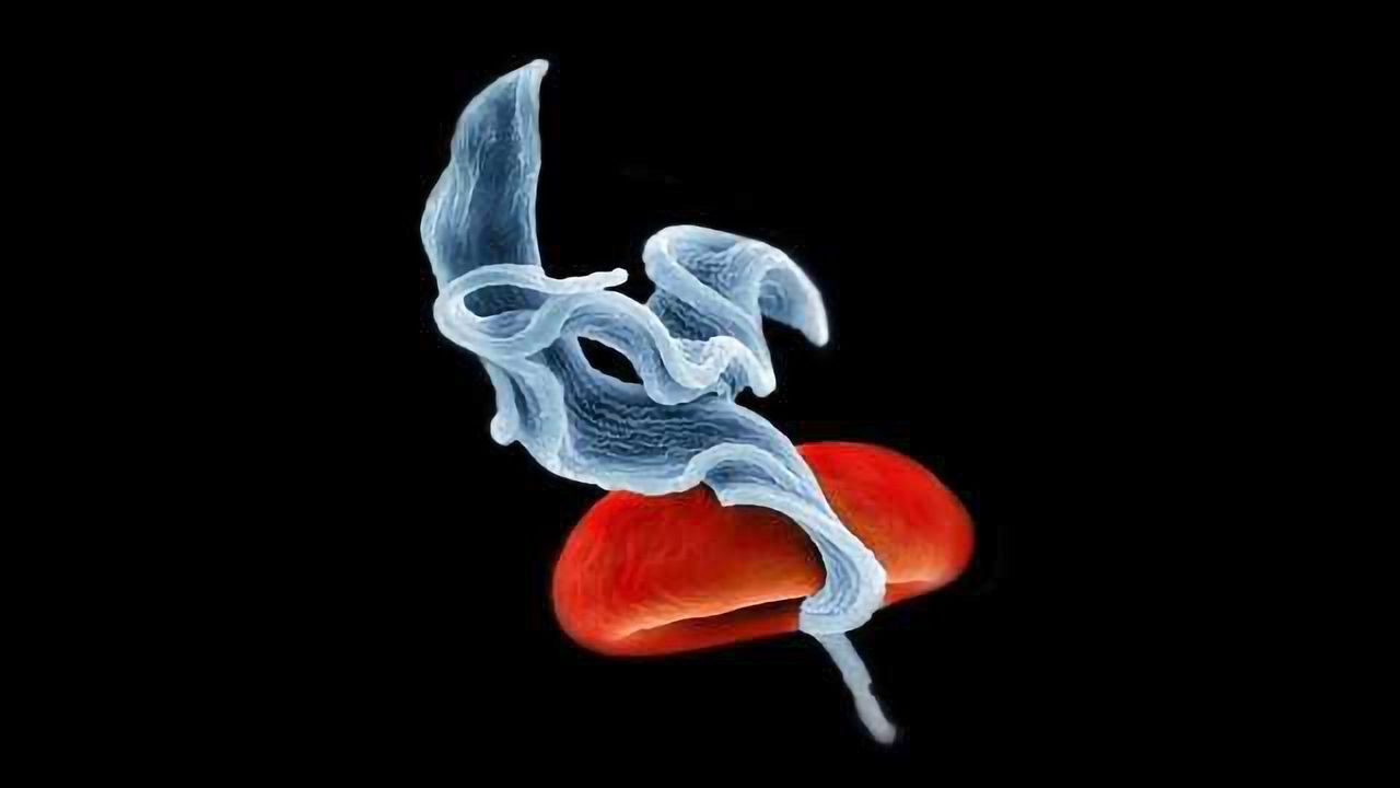 Unique Role for tRNA-derived RNA Fragments in Parasites
