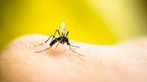 Pregnancy-associated Malaria Vaccine Candidate Passes First Test