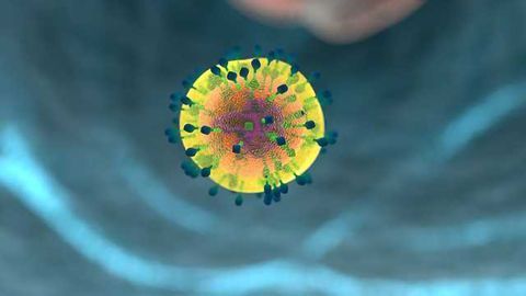 Genes Involved in Immune System Regulation Identified
