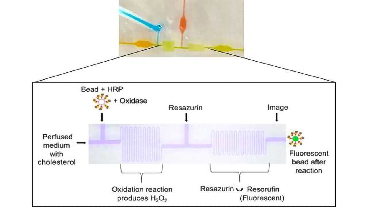 Liver-on-chip Enables Real-time Cholesterol Measurement