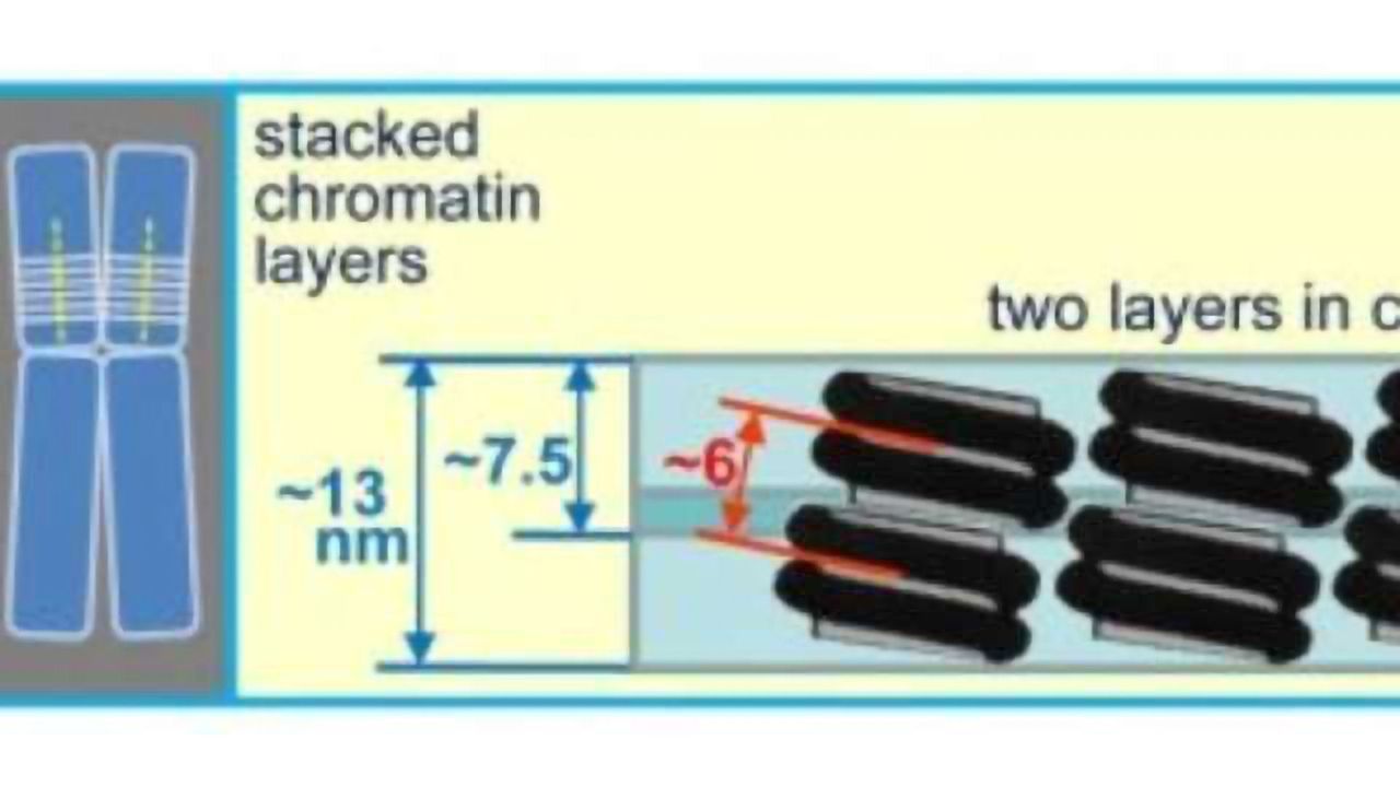 Mitosis Does its Packing in Layers