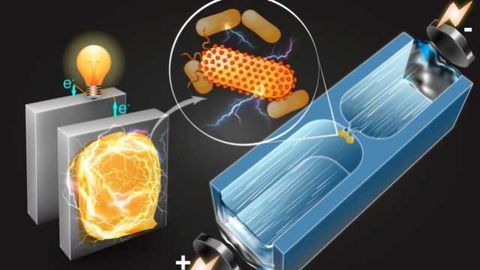 Electricity-producing Bacteria Identified Using Microfluidic Technique