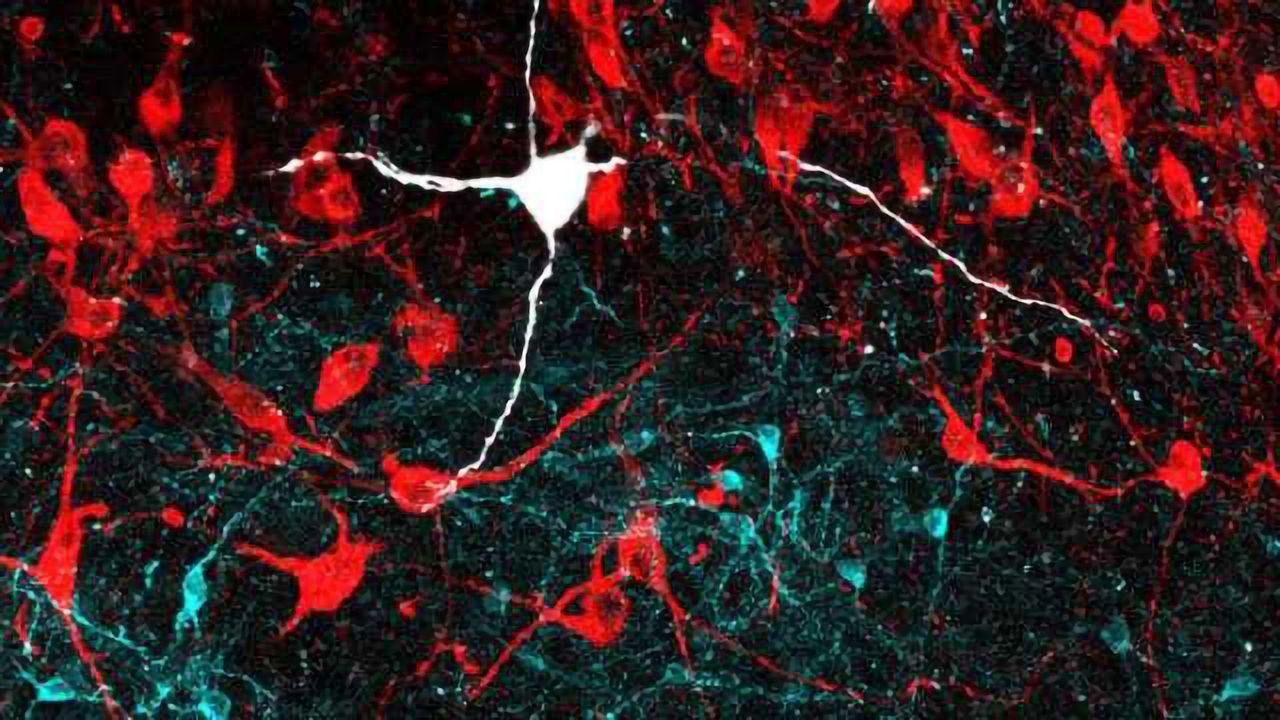 The Brain Circuits That Help You Keep Your Cool