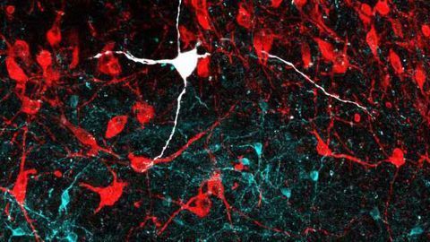 The Brain Circuits That Help You Keep Your Cool