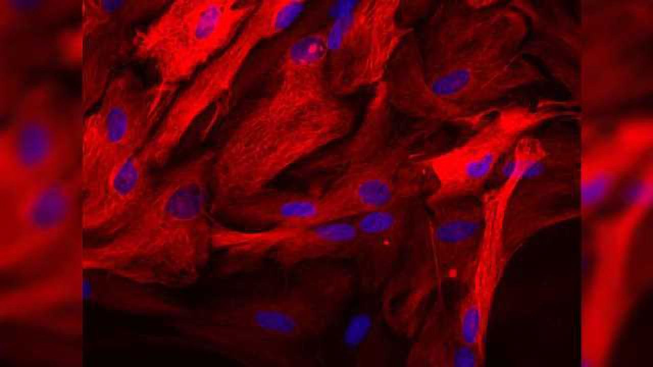 Long-sought Activator of Sigma-1 Receptors in Human Cells