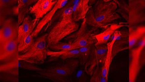 Long-sought Activator of Sigma-1 Receptors in Human Cells