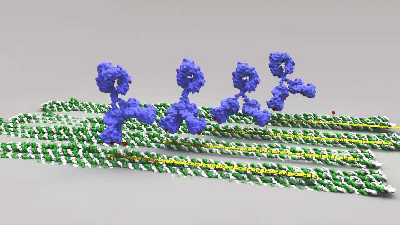 Precise Measuring Tool for Optimal Antibody Effectiveness