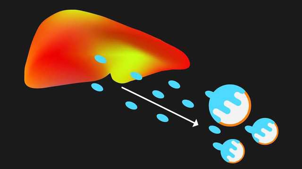 Liver Hormone Puts the Brakes on Metabolism