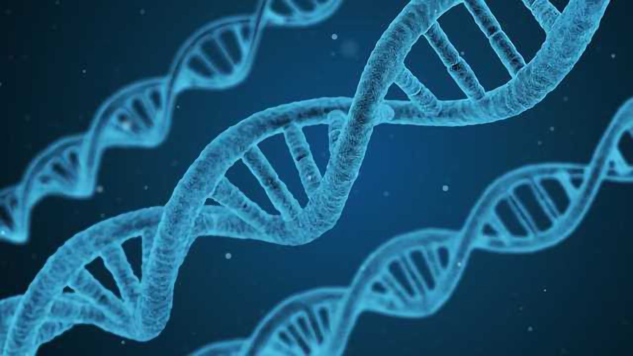 NRGene and Macrogen Launch Unltra-High-Density SNP Genotyping Service