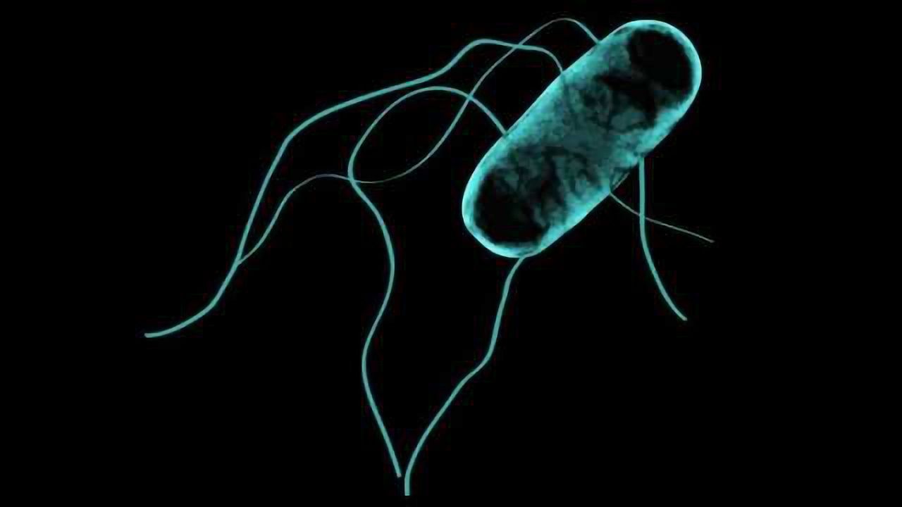 Window into Salmonella Strain Ravaging Sub-Saharan Africa