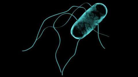 Window into Salmonella Strain Ravaging Sub-Saharan Africa