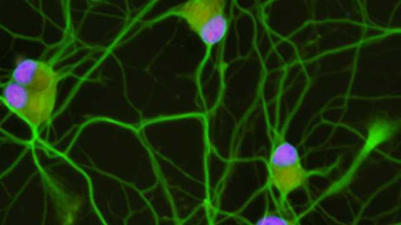 Altering Stathmin2 Expression Rescues Motor Neuron Growth